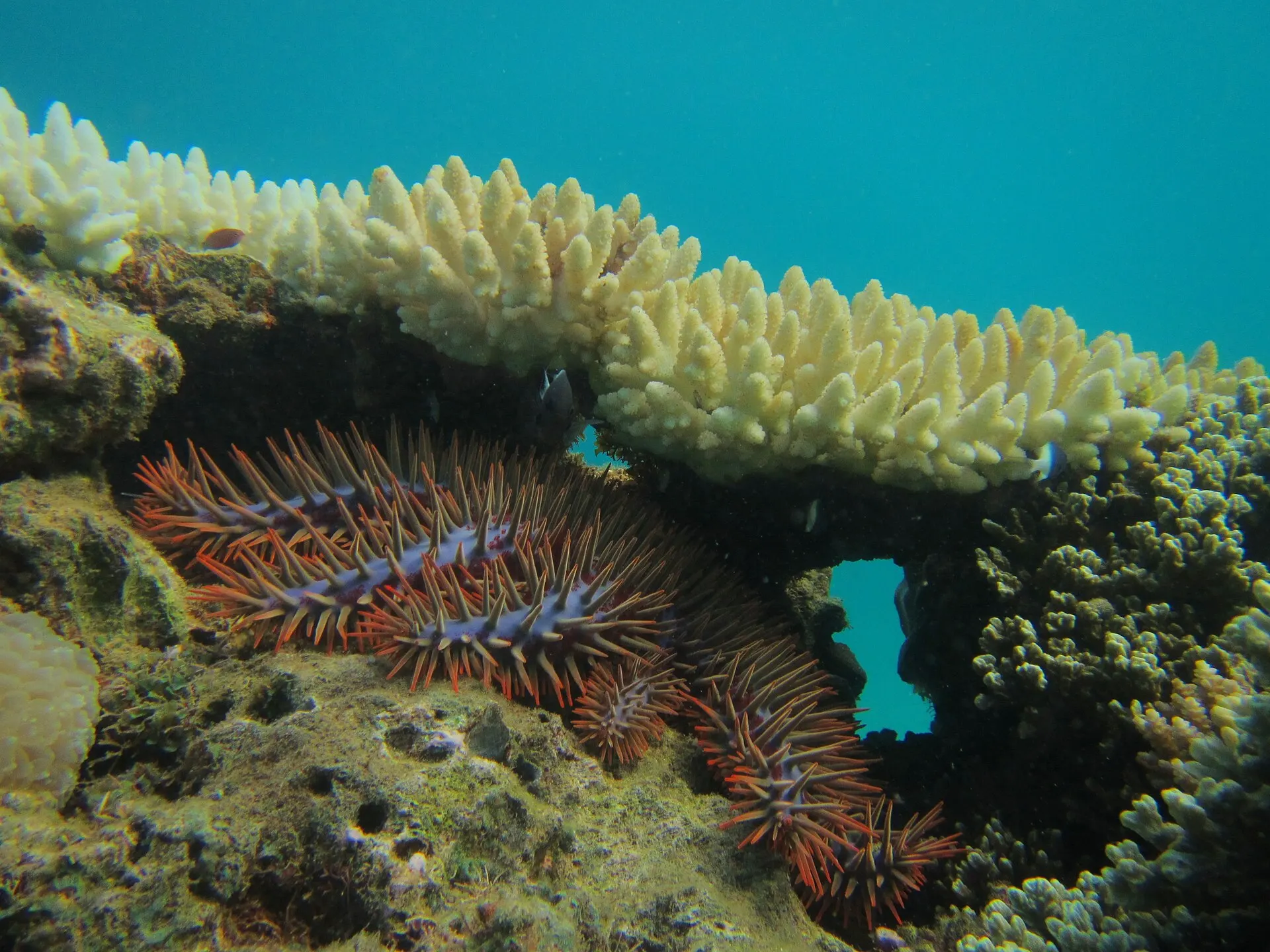 Une acanthaster sous une table de corail dont une partie est déjà blanchie, à Mayotte