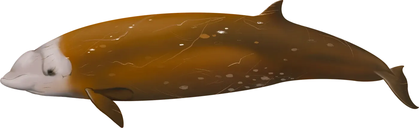 Illustration de Baleine à bec de Cuvier (Ziphius cavirostris)