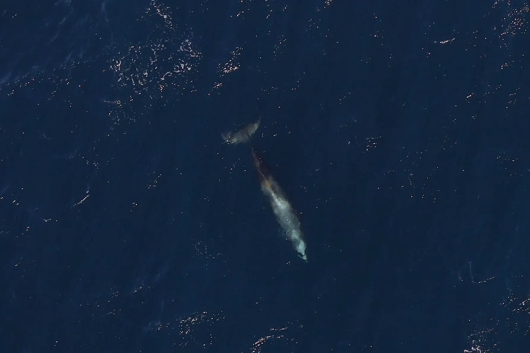 Une baleine à bec de Cuvier vue du ciel, juste sous la surface en eau profonde