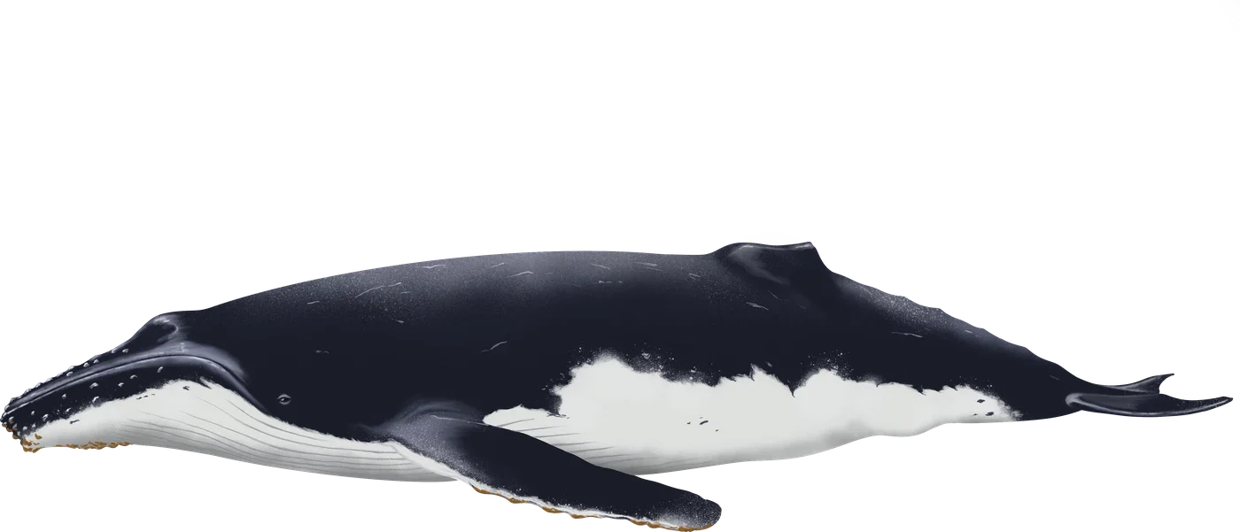 Dessin de Baleine à bosse