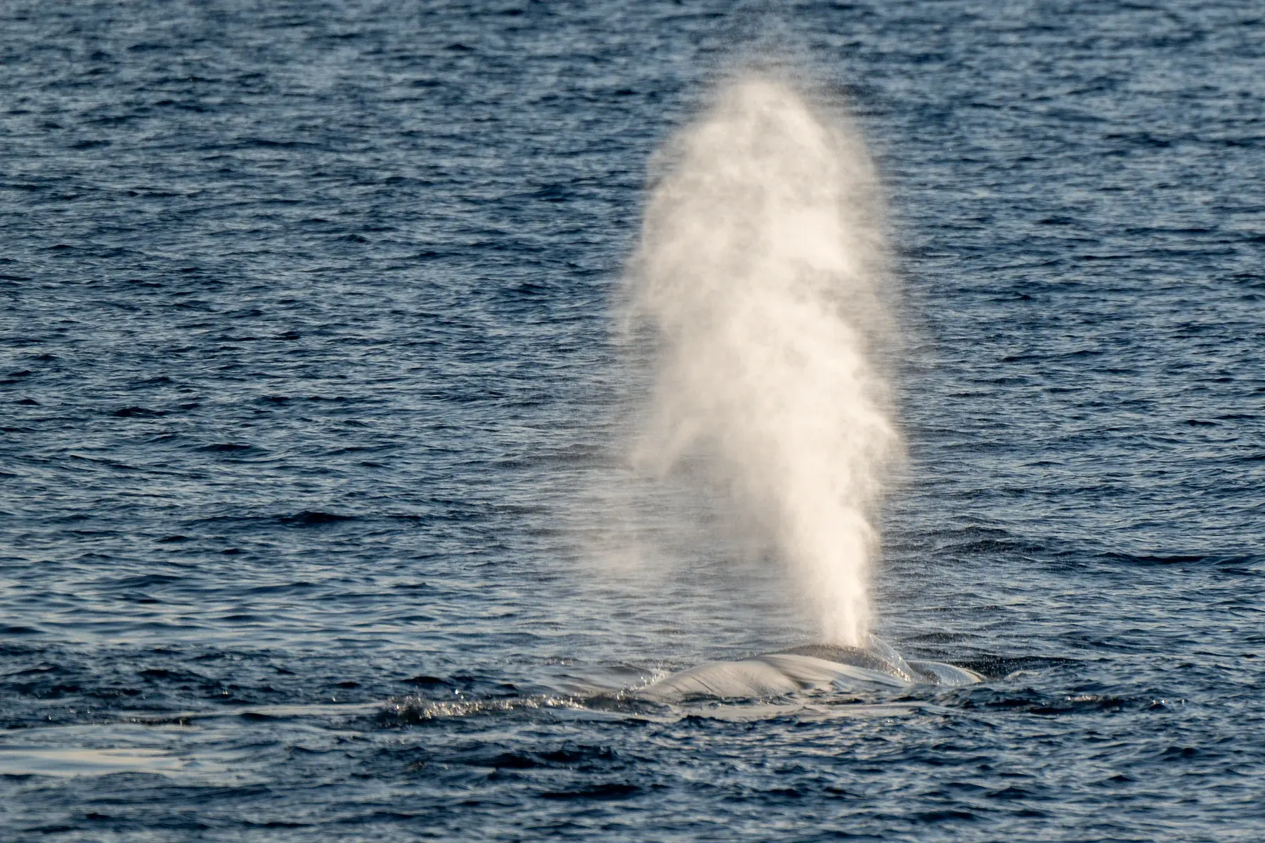 Le souffle vertical d'une baleine bleue, une colonne d'eau pulvérisée au-dessus de la mer