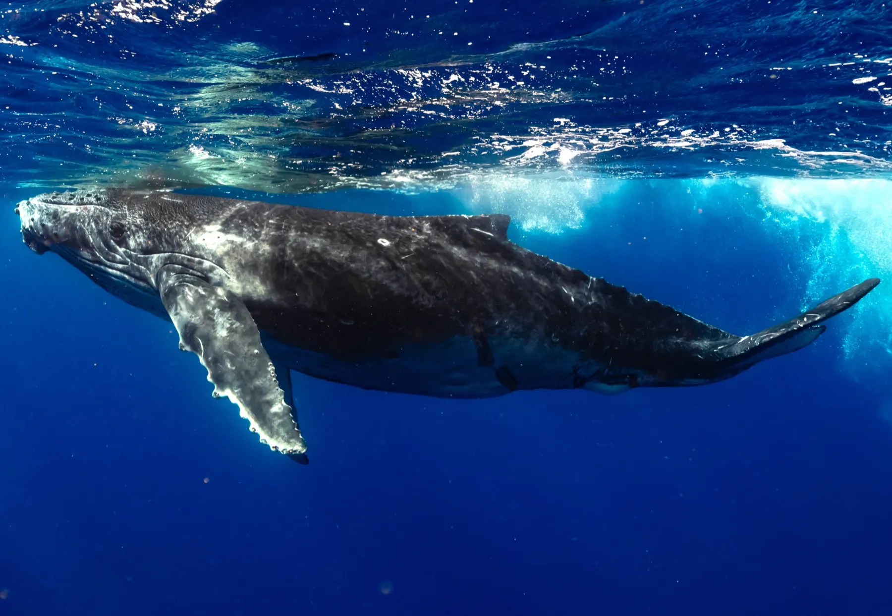 Une baleine à bosse glisse sous la surface, longues nageoires pectorales blanches déployées