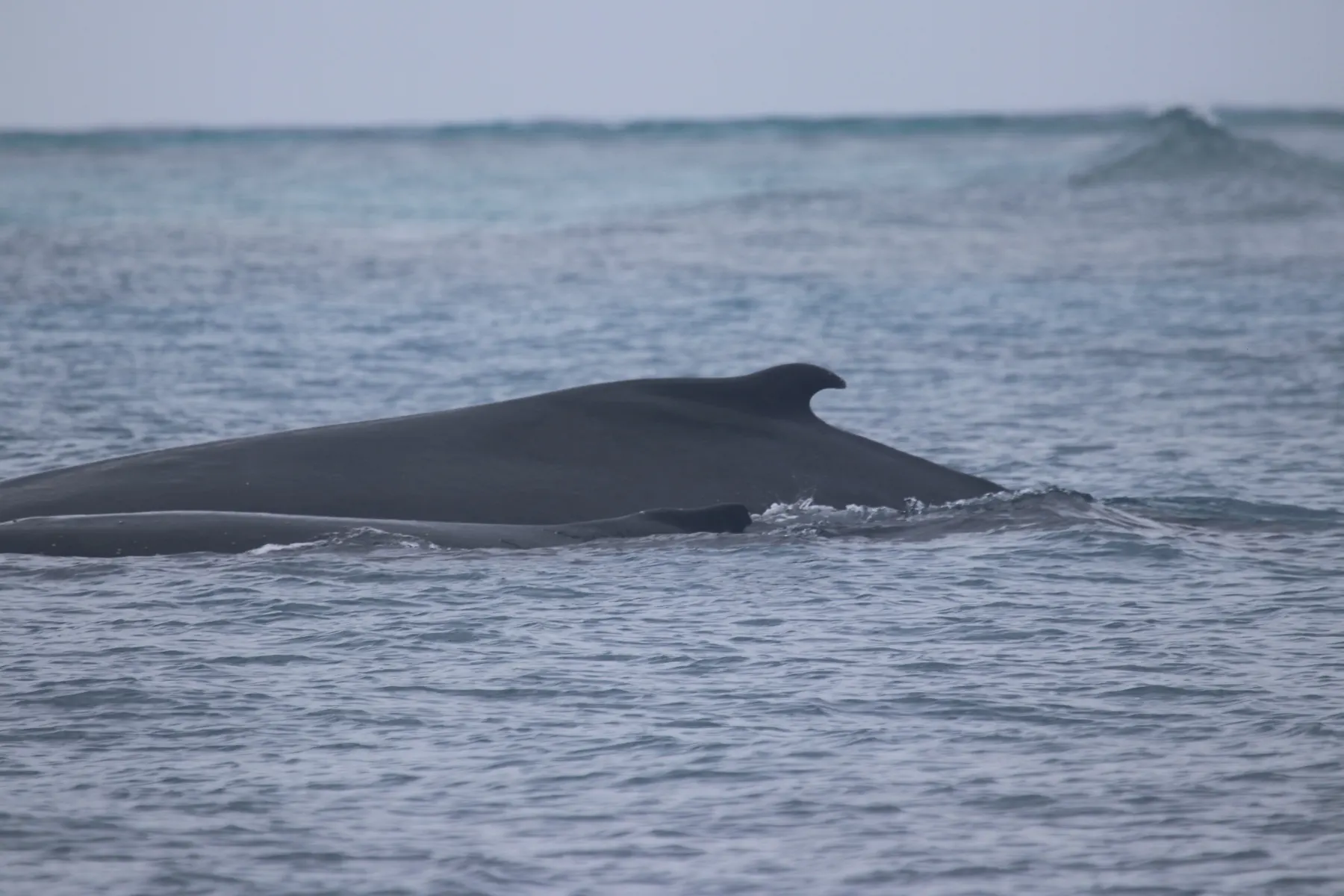 Deux baleines à bosse font surface dans le lagon de Mayotte