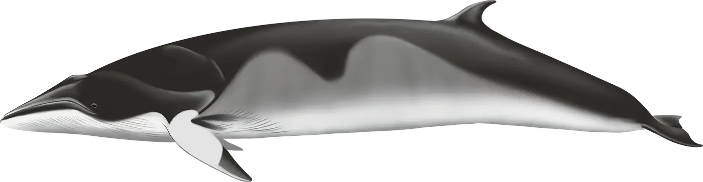 Illustration de Baleine de Minke (Balaenoptera acutorostrata)