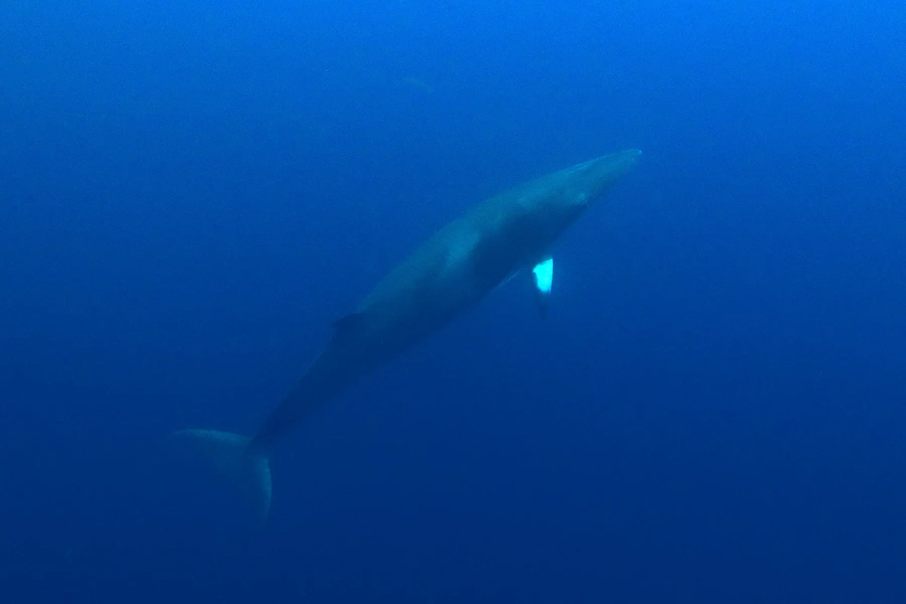 Une baleine de Minke photographiée sous l'eau dans le bleu du large
