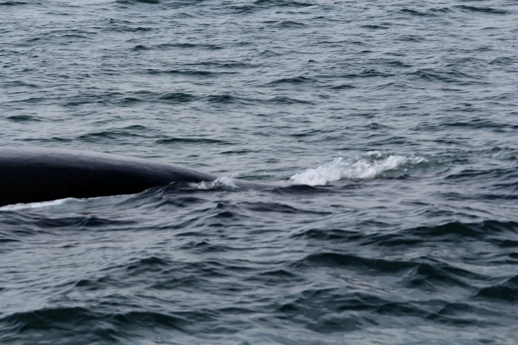 Le dos d'une baleine franche australe affleurant près de la côte