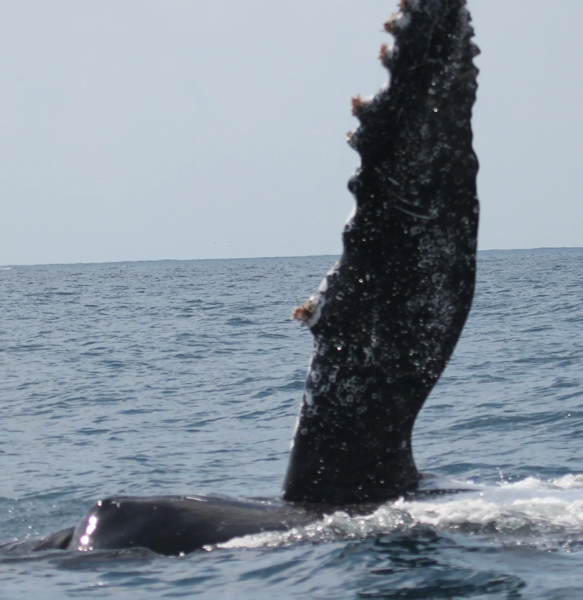 Nageoire pectorale de baleine à bosse dressée hors de l’eau
