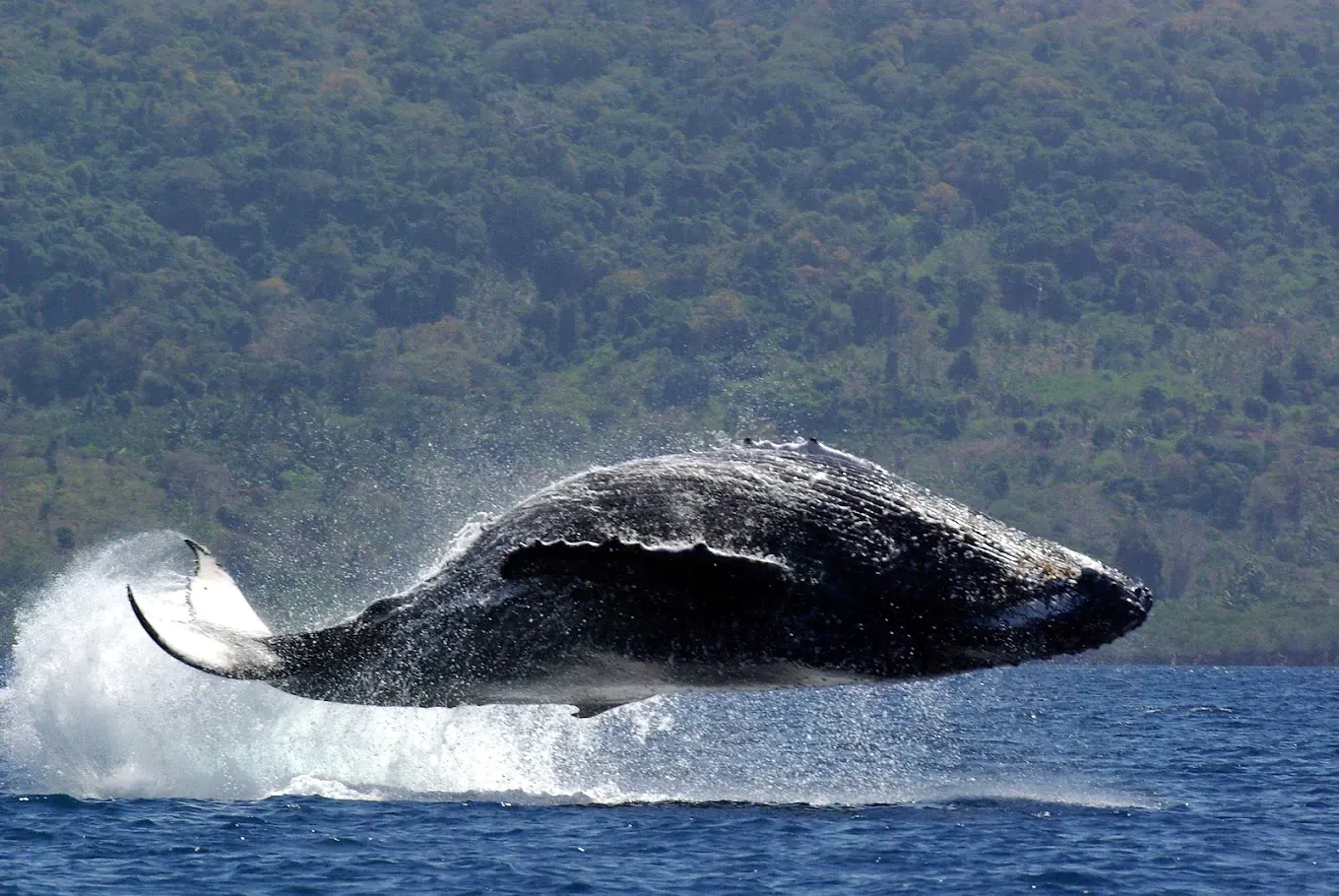 Une baleine à bosse retombe sur le flanc devant la côte boisée