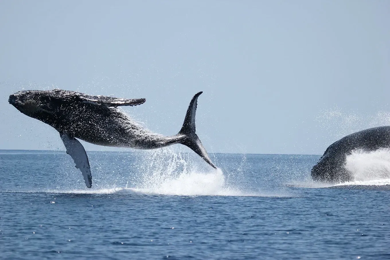 Deux baleines à bosse hors de l’eau au même instant
