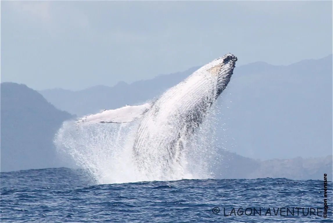 Une baleine à bosse jaillit hors de l’eau devant les montagnes