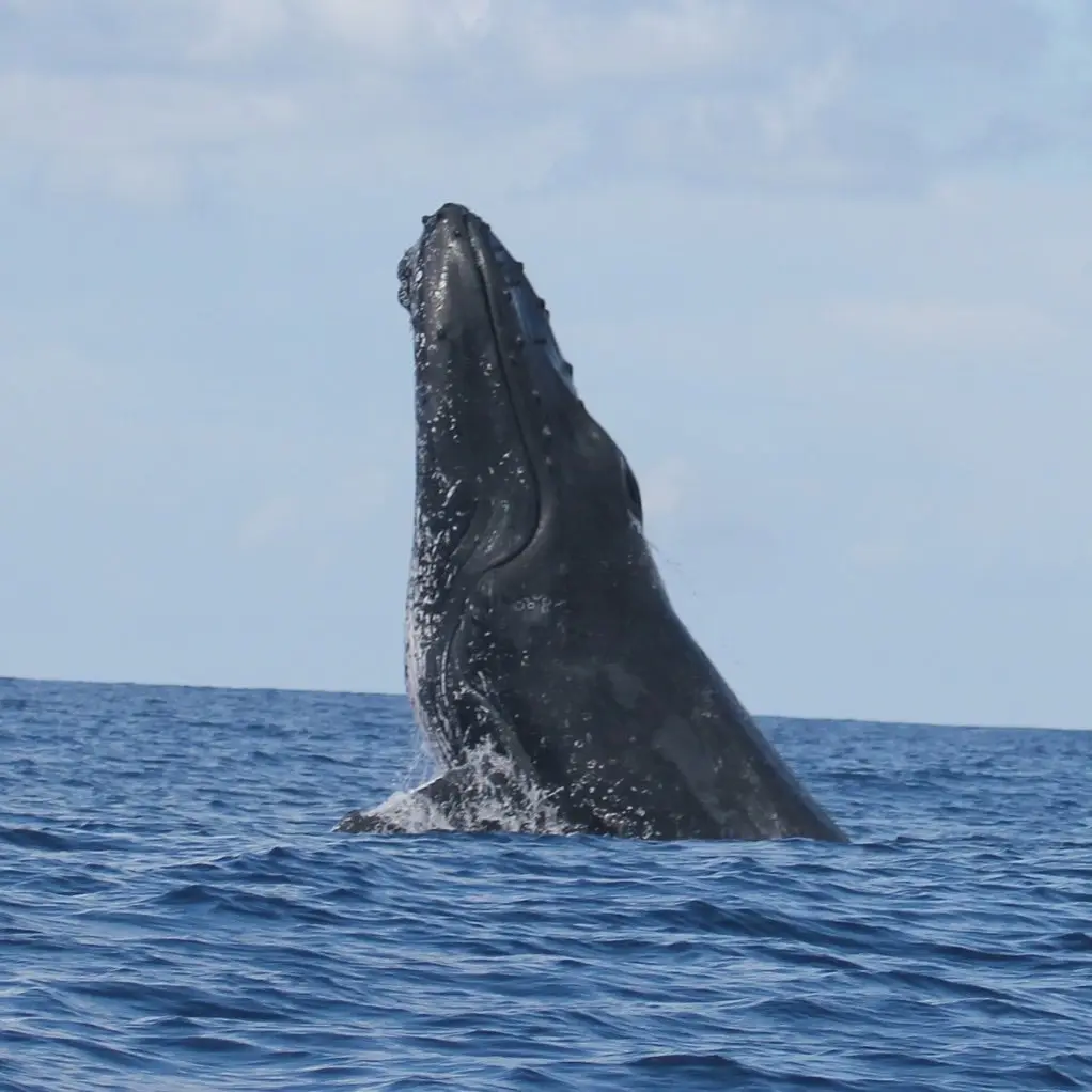 Une baleine à bosse jaillit hors de l’eau, au large du lagon