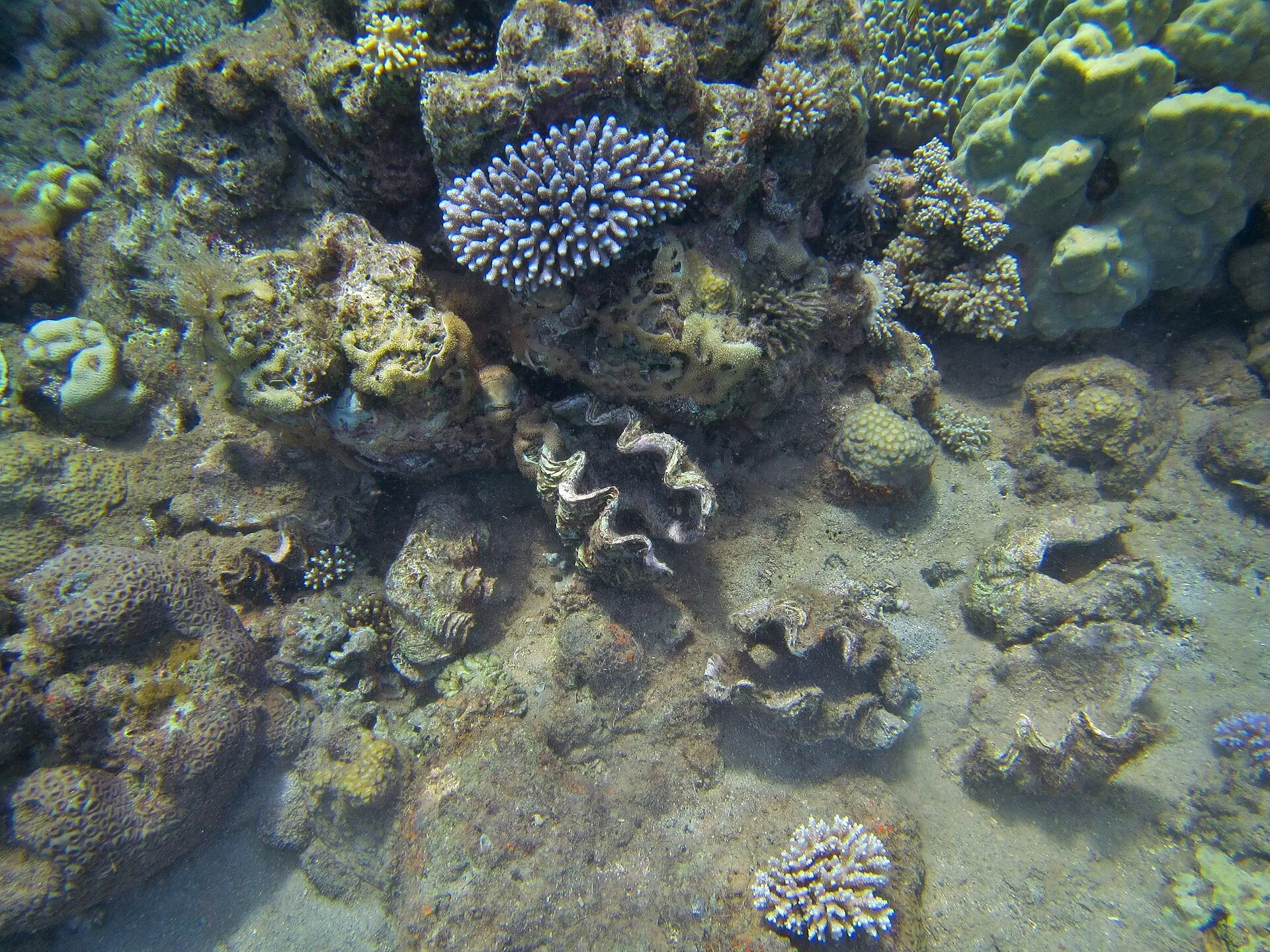 Un amas de coquilles de bénitiers et de lambis abandonné après une séance de braconnage, à Petite-Terre