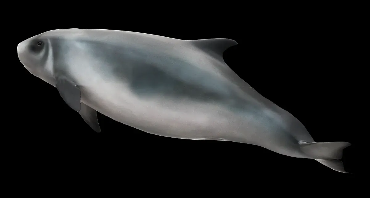 Planche scientifique : profil d'un cachalot nain, front carré et fausse branchie derrière l'œil