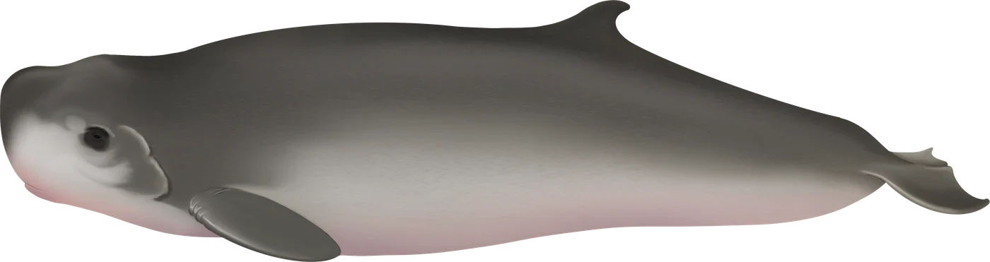 Dessin de Cachalot pygmée