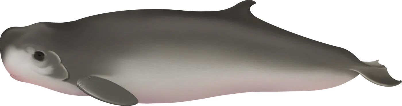 Illustration de Cachalot pygmée (Kogia breviceps)