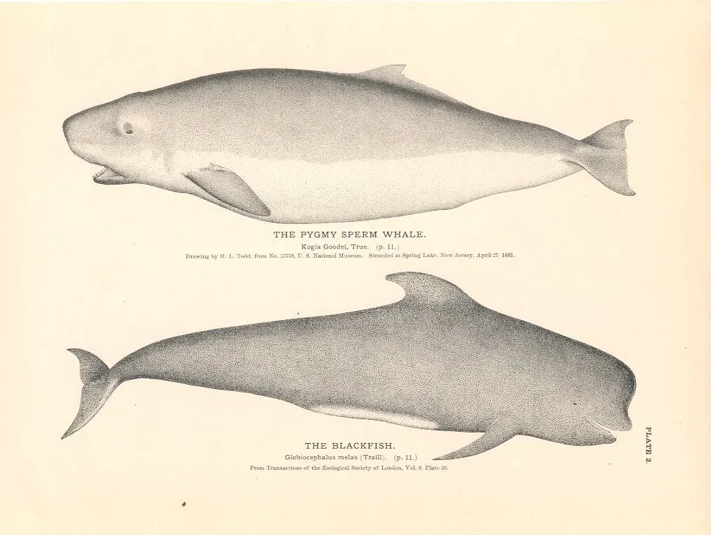 Planche scientifique ancienne : profil d'un cachalot pygmée