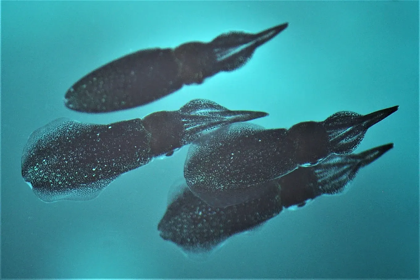 Quatre calmars de récif en formation dans l’eau turquoise