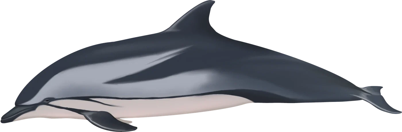Dessin de Dauphin bleu et blanc