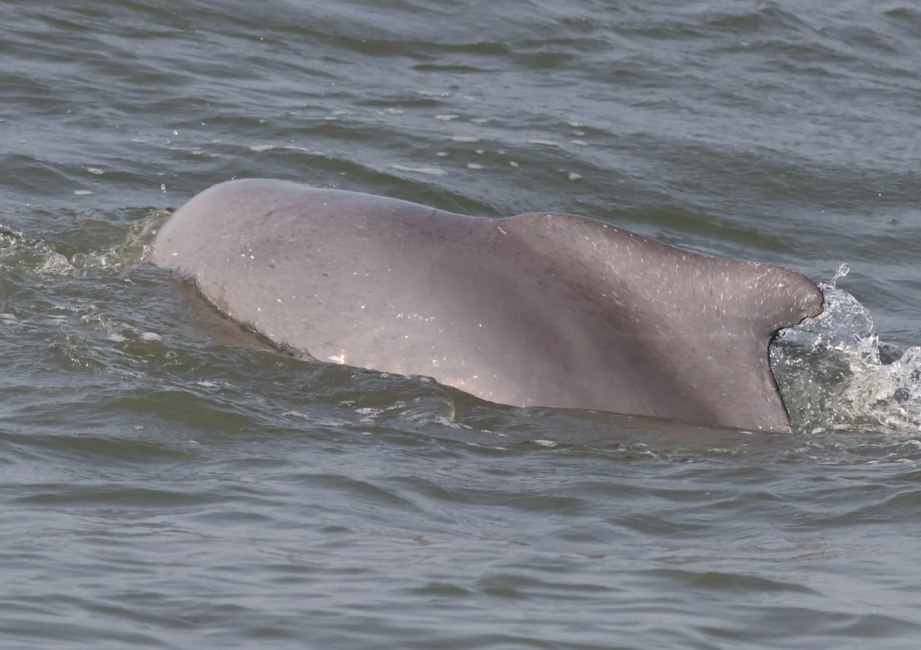 Le dos bossu d’un dauphin à bosse de l’Indo-Pacifique, surmonté de son petit aileron