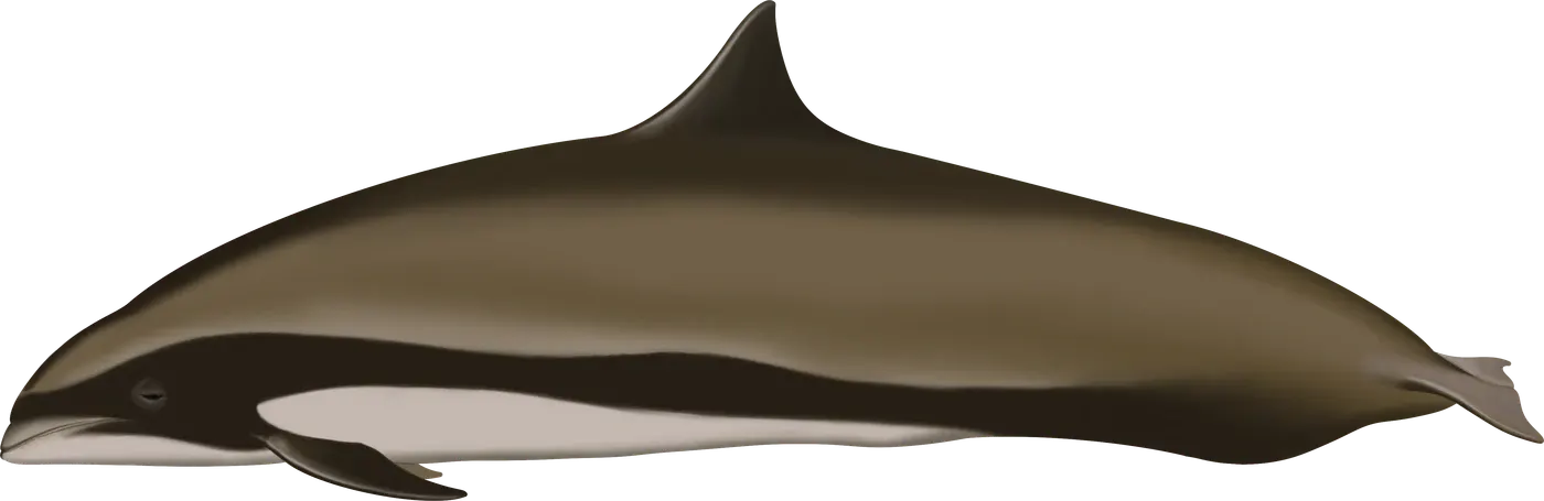 Illustration de Dauphin de Fraser (Lagenodelphis hosei)
