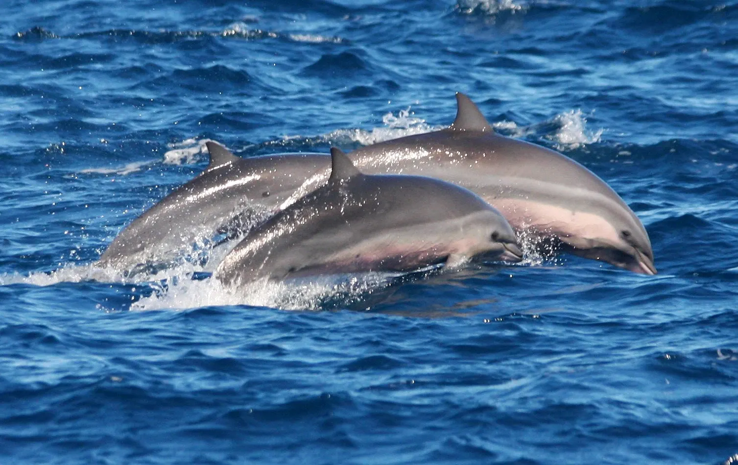 Un groupe de dauphins de Fraser faisant surface ensemble en eau libre