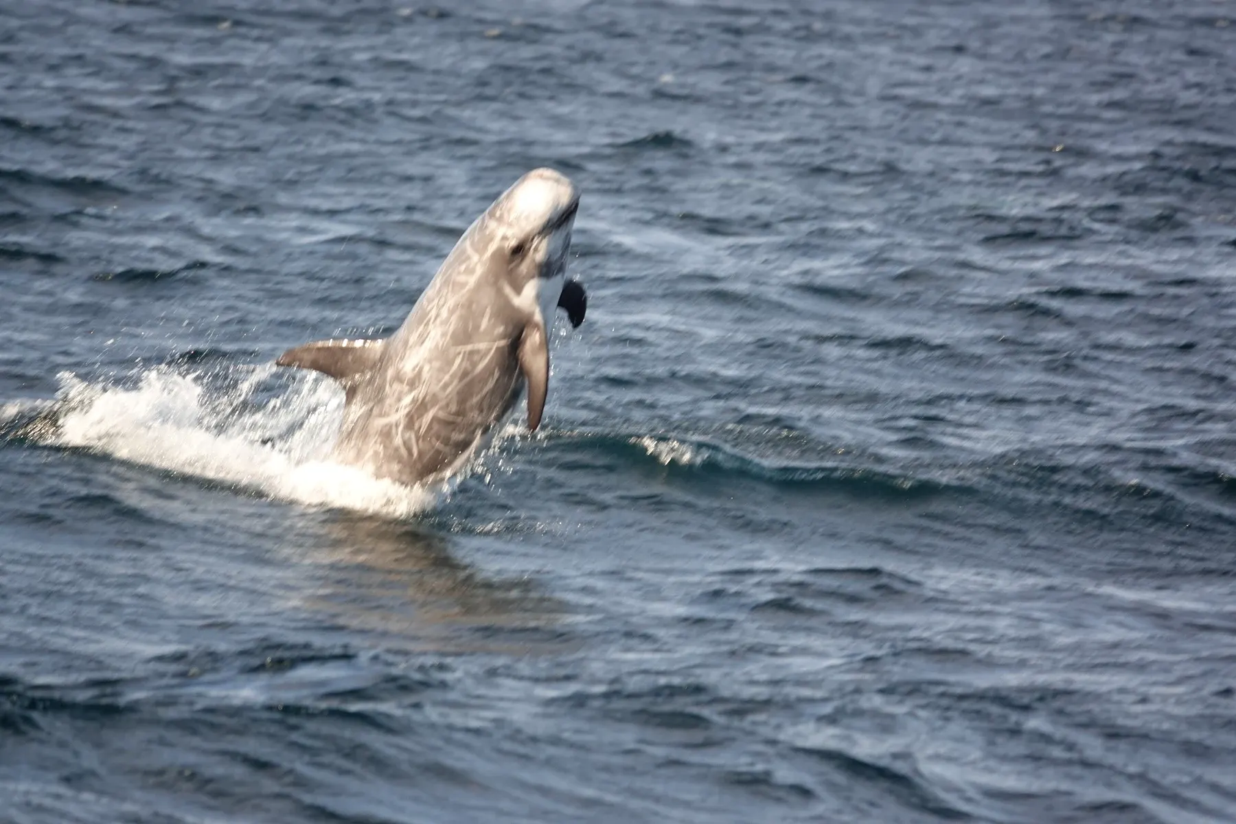 Un dauphin de Risso sortant de l'eau, la peau striée de cicatrices claires
