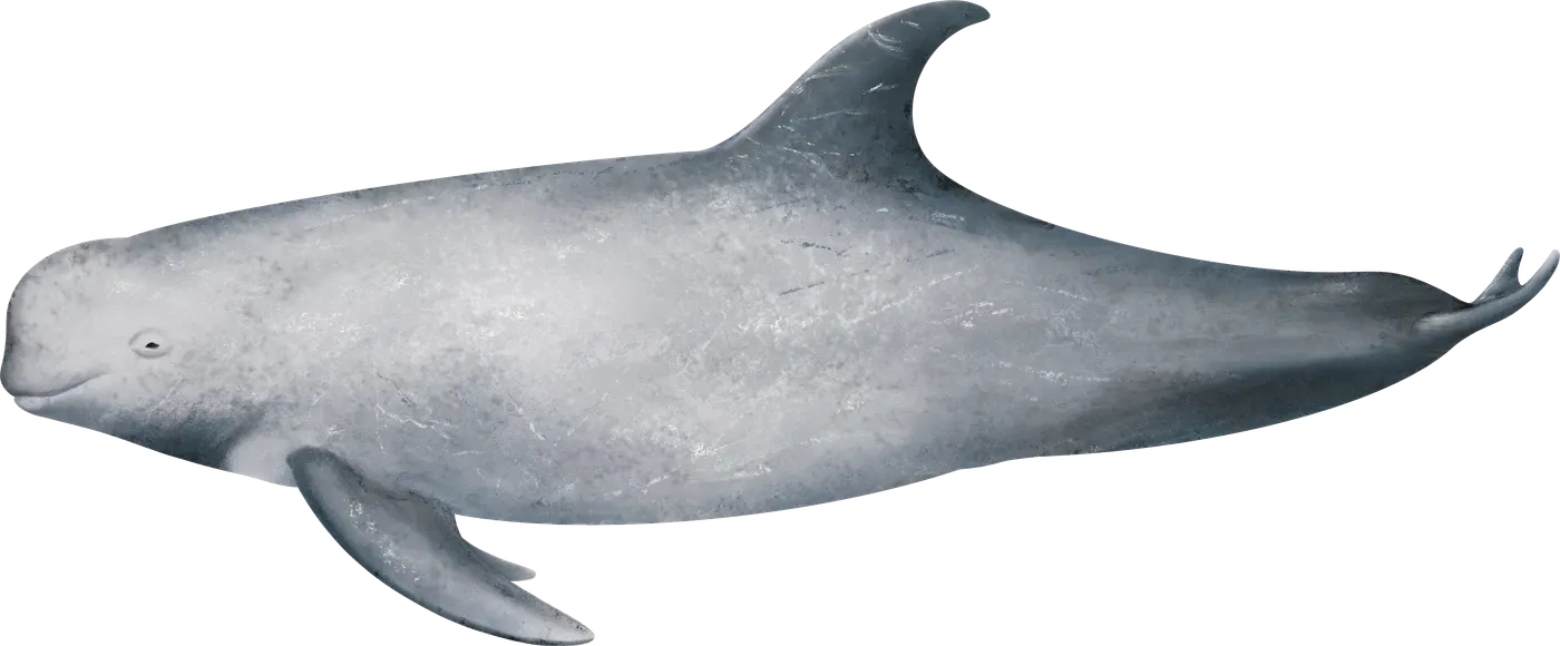 Illustration de Dauphin de Risso (Grampus griseus)