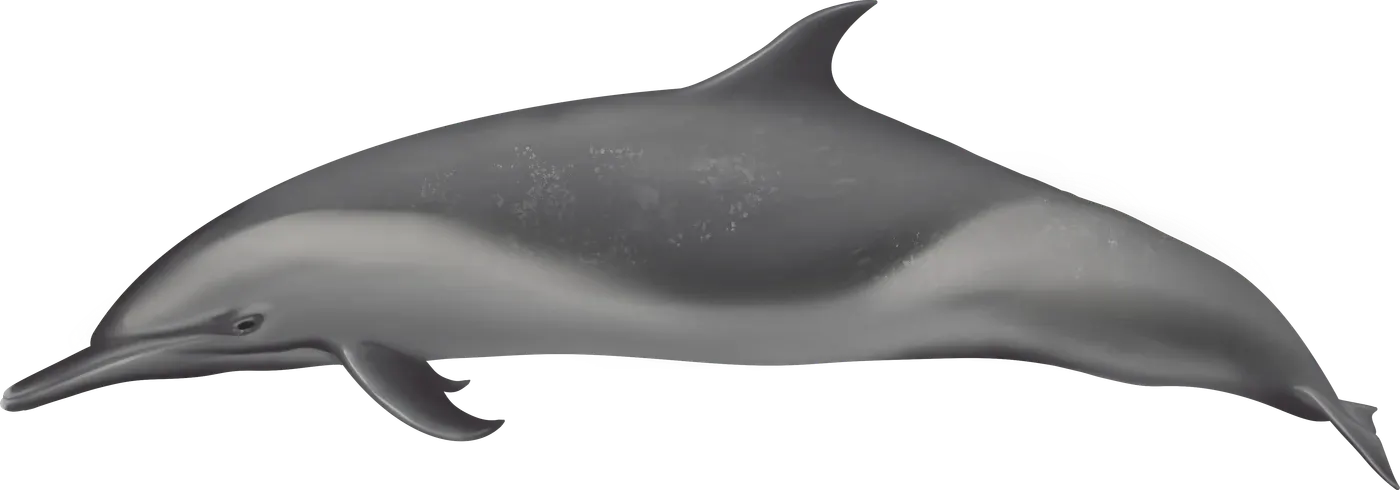 Illustration de Dauphin tacheté pantropical (Stenella attenuata)
