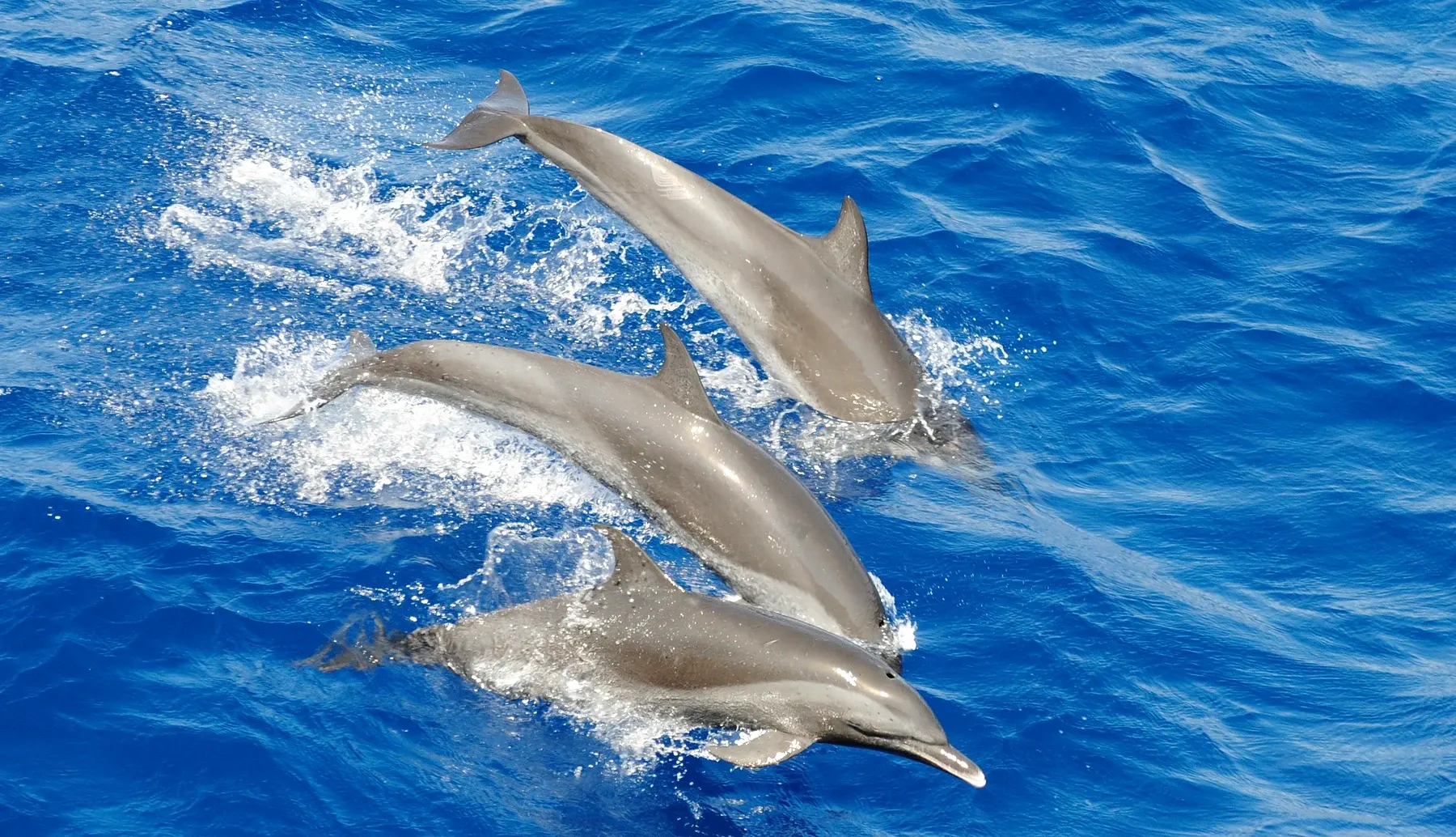 Deux dauphins tachetés pantropicaux sautant côte à côte dans une mer bleue