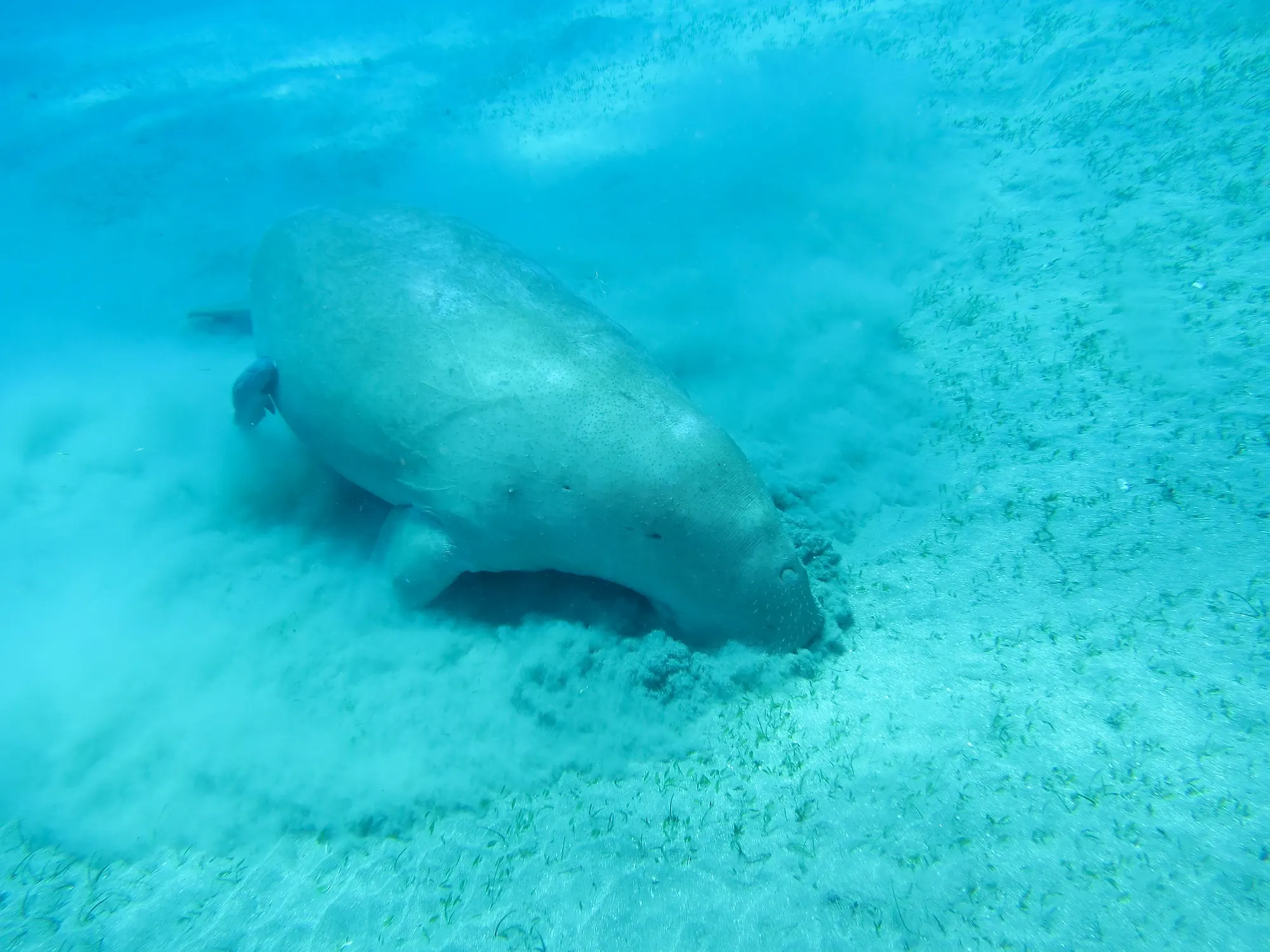 Un dugong broute un herbier sous-marin, seul mammifère marin herbivore