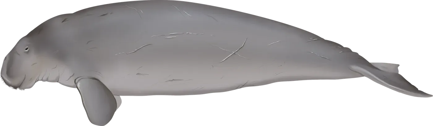 Illustration de Dugong (Dugong dugon)
