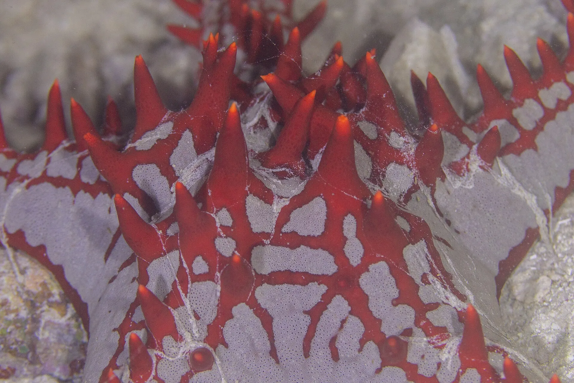 Une étoile de mer à cornes sur le sable, tubercules rouges sur fond crème