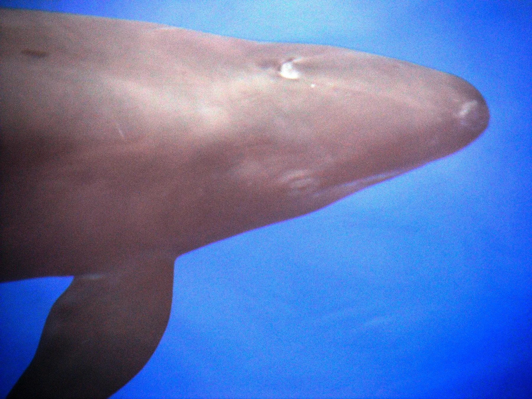 Une fausse orque filmée sous l'eau, corps noir et fuselé dans le bleu