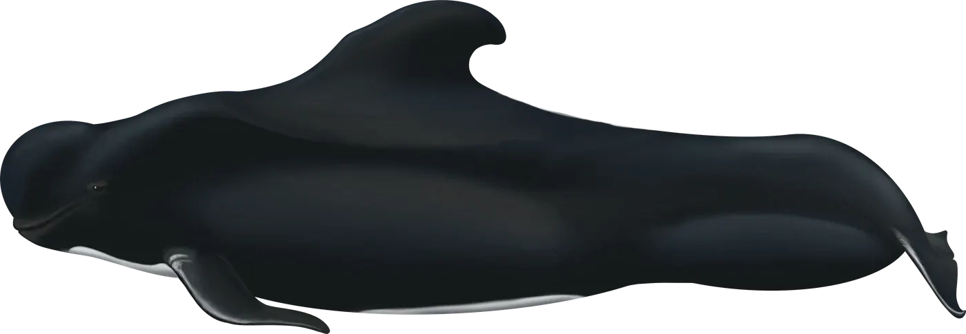 Illustration de Globicéphale tropical (Globicephala macrorhynchus)