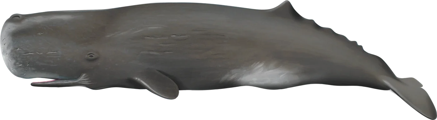 Dessin de Grand cachalot