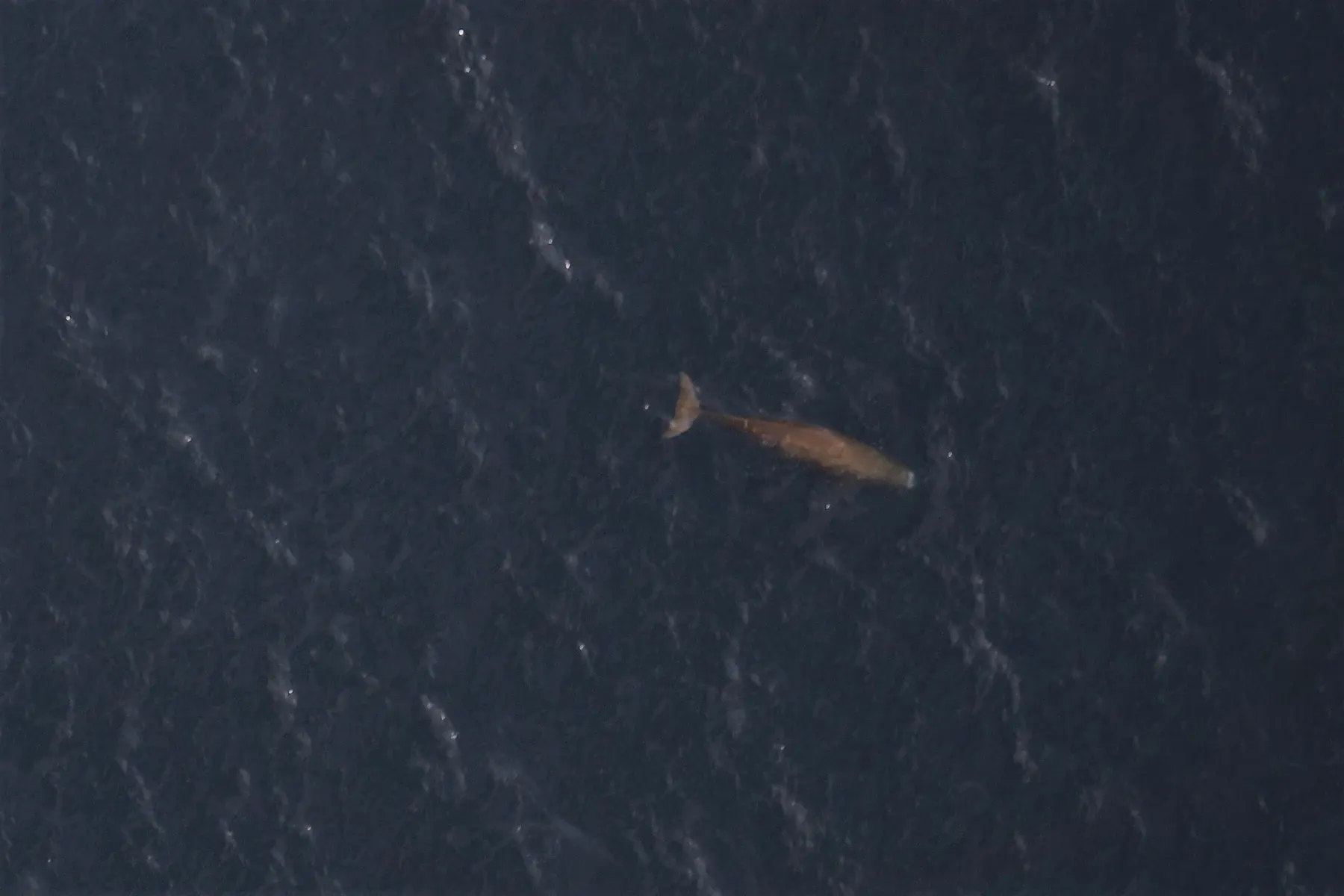 Un grand cachalot vu du ciel, immobile en surface