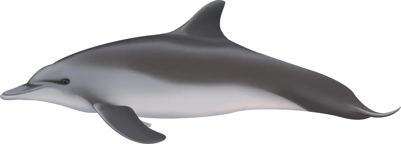 Illustration de Grand dauphin de l’Indo-Pacifique (Tursiops aduncus)