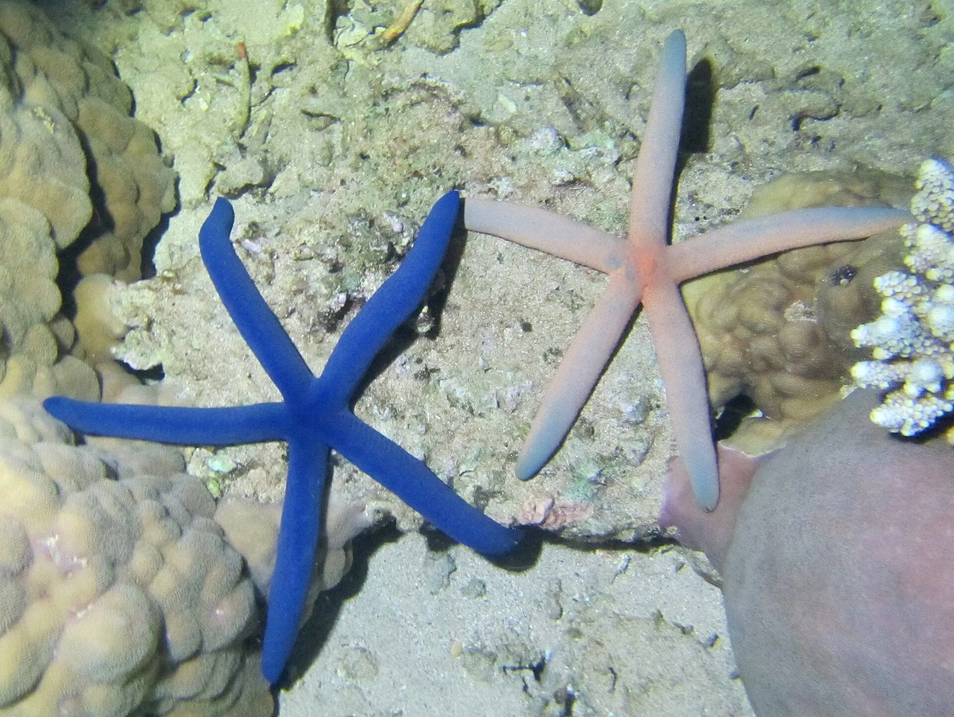 Une étoile de mer bleue et une rose posées côte à côte sur le platier, à Mayotte