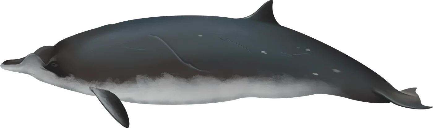 Dessin de Mésoplodon de Blainville