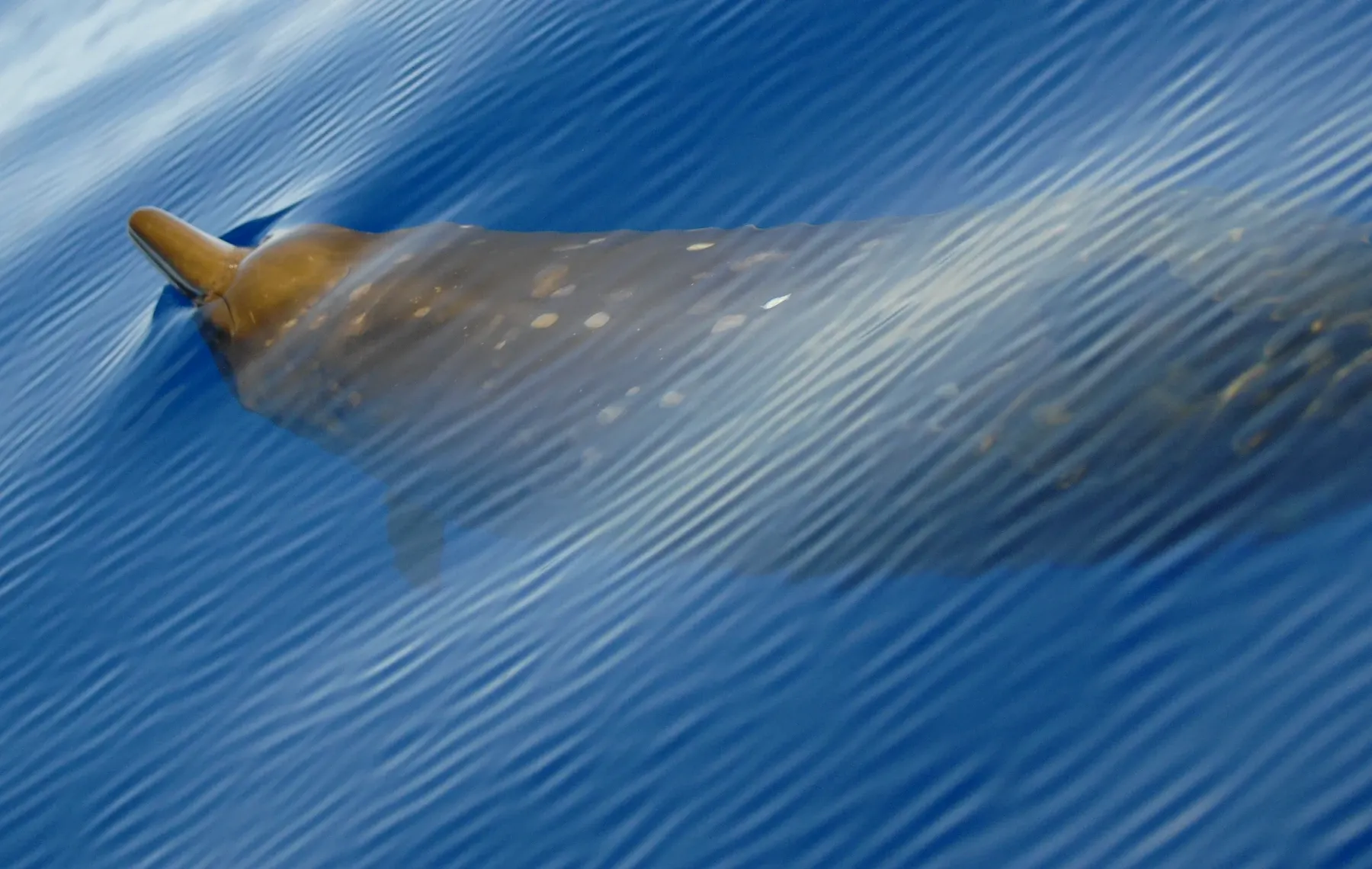 Un mésoplodon de Blainville faisant surface en eau profonde