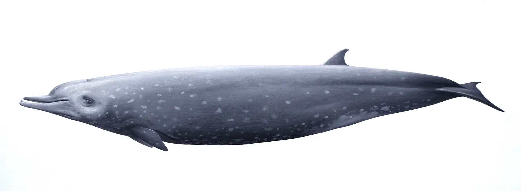 Planche scientifique : profil d'un mésoplodon de Longman