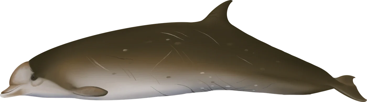 Dessin de Mésoplodon de Longman