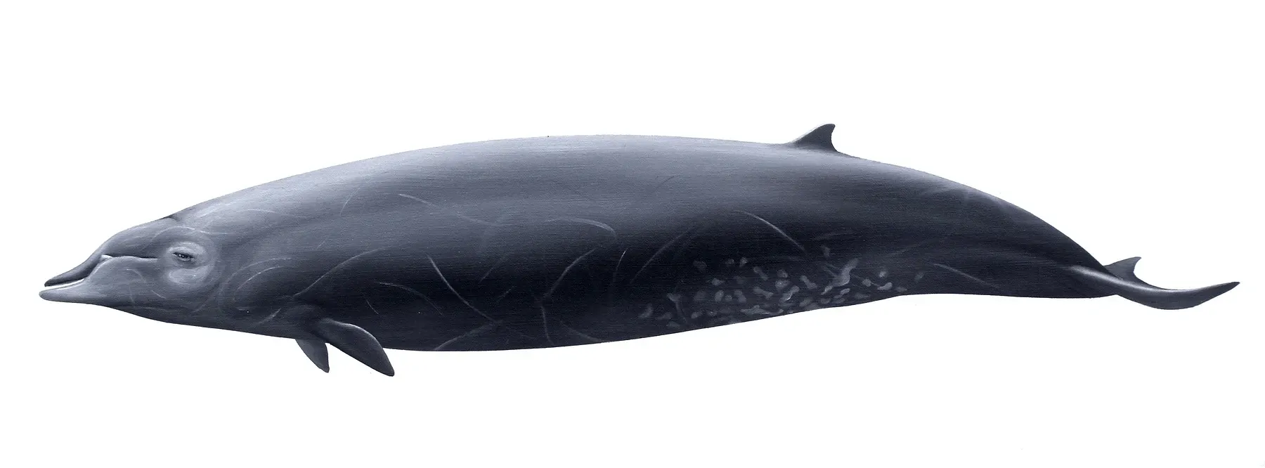 Planche scientifique : profil d'un mésoplodon de Nishiwaki, dit à dents de ginkgo