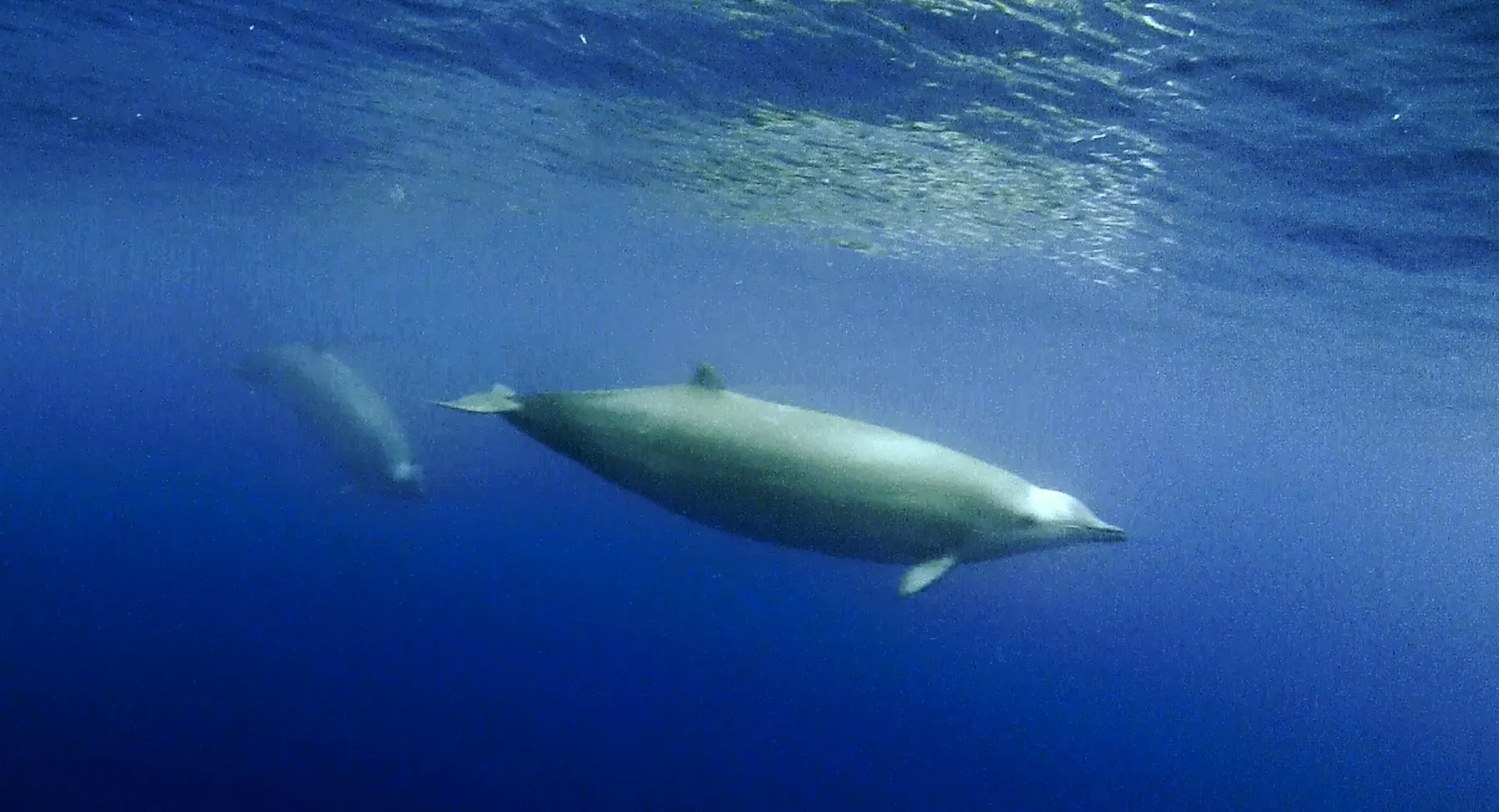 Un mésoplodon de True photographié sous l'eau — l'une des rares images de l'espèce vivante