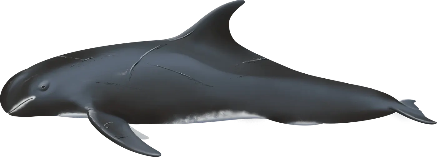Illustration de Orque pygmée (Feresa attenuata)