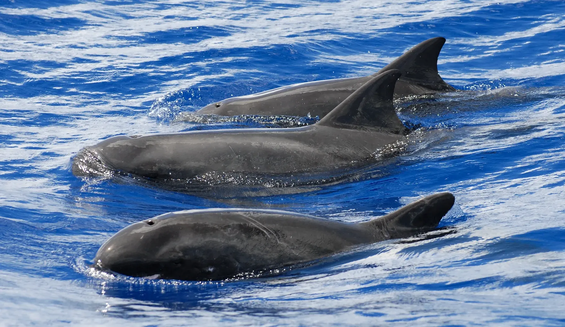 Un groupe d'orques pygmées en surface, ailerons dorsaux alignés