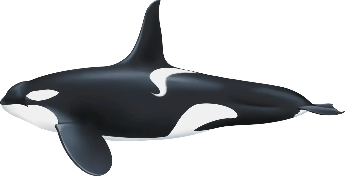 Illustration de Orque (Orcinus orca)