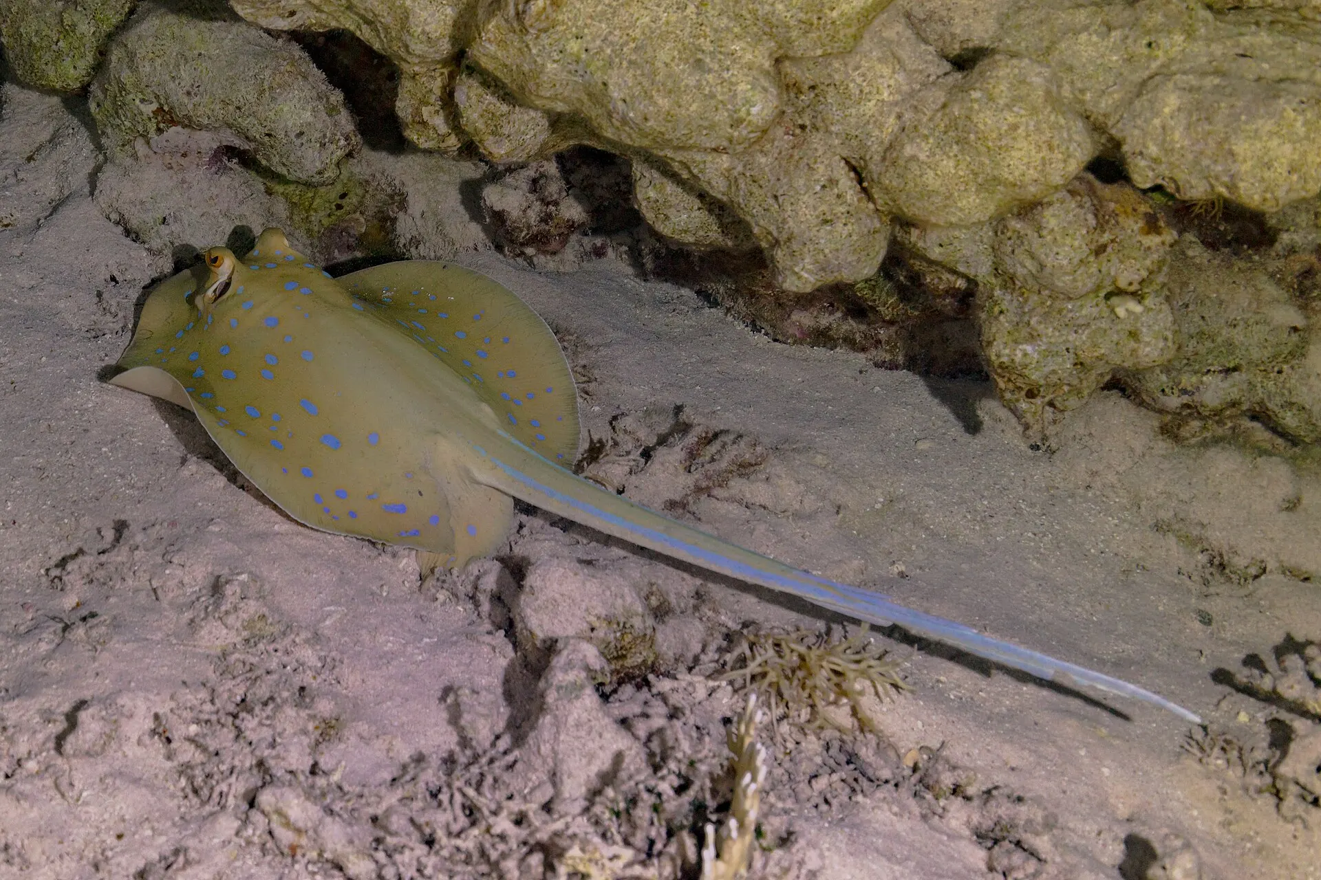 Une pastenague à points bleus posée sur le sable, disque olive constellé de bleu
