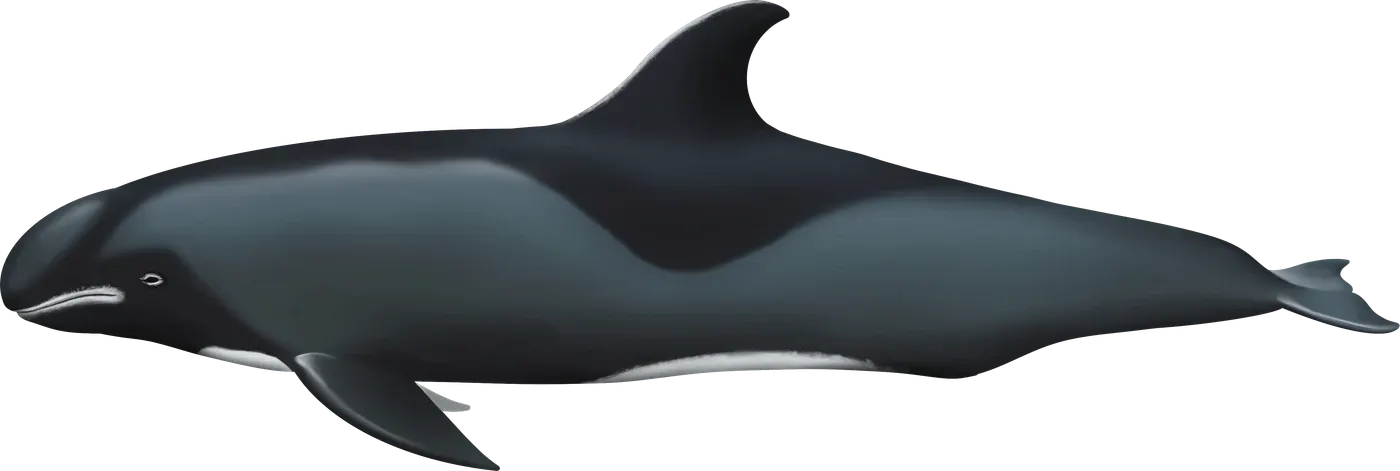 Illustration de Péponocéphale (Peponocephala electra)