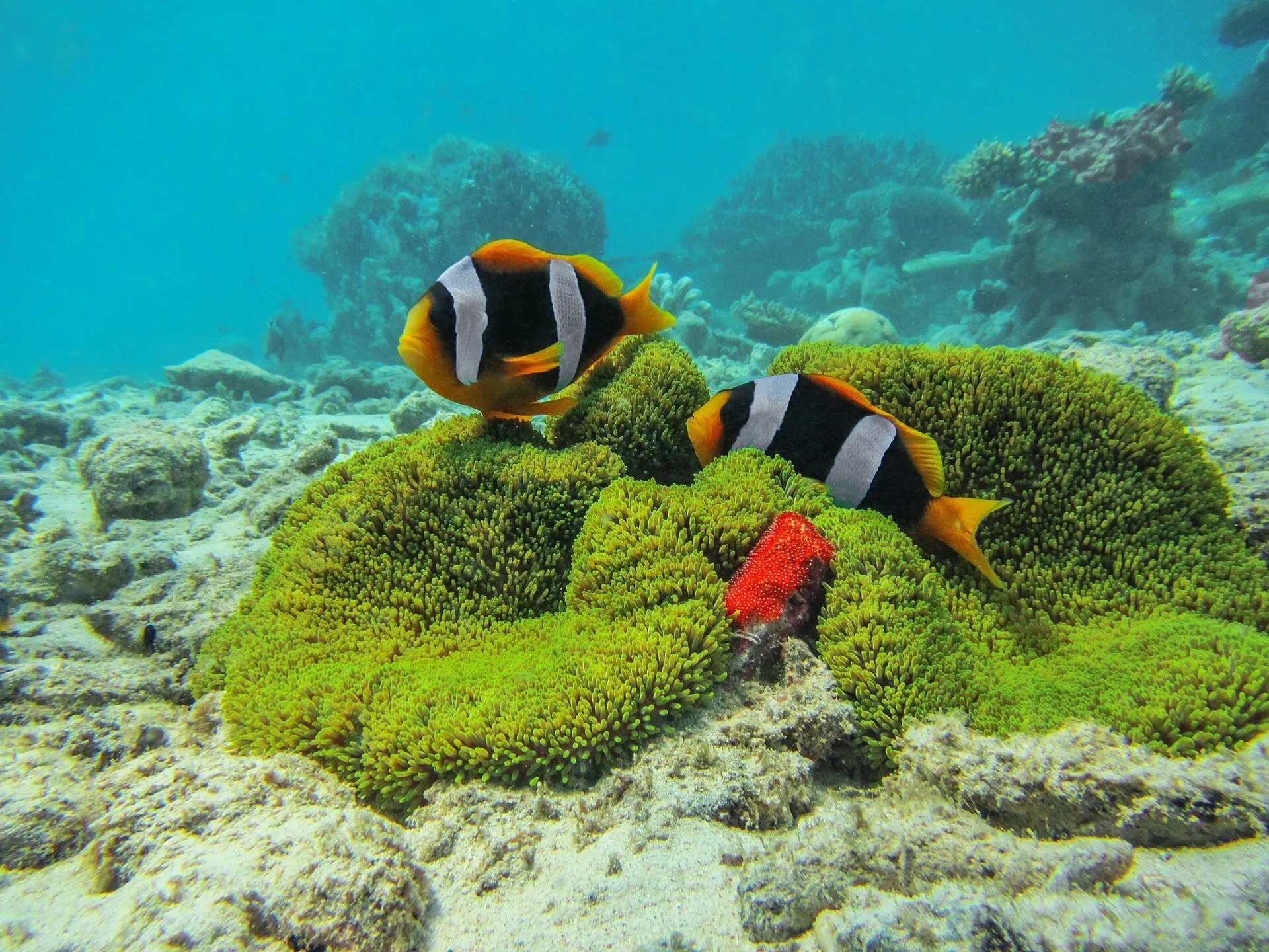 Un couple de poissons-clowns garde une ponte rouge au bord de leur anémone, sur le platier